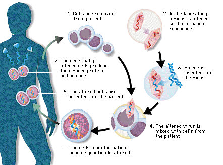 http://i2.wp.com/sgugenetics.pbworks.com/f/1301871442/how%20it%20works-gene%20therapy.gif